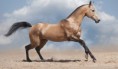 /album/galerie-photos/cal-akhal-teke-cover-jpg/